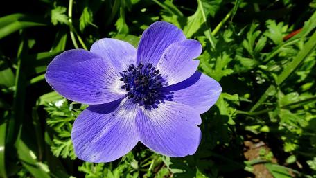 Elegant Purple Anemone in Bloom wallpaper