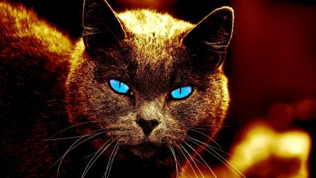 Mystical Cat with Striking Blue Eyes wallpaper