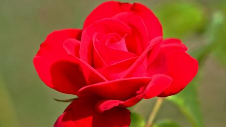 Vibrant Red Rose Blooming Elegance wallpaper