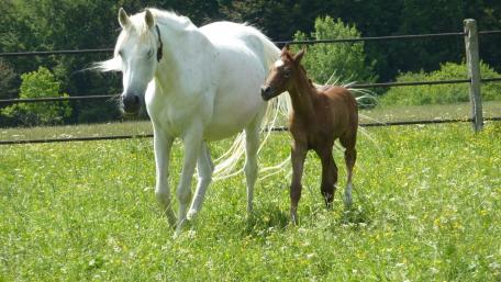 Graceful Horses in a Serene Meadow wallpaper
