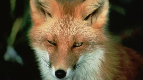 Graceful Fox in Natural Habitat wallpaper