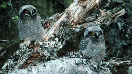 Charming Owl Chicks Perched Together wallpaper