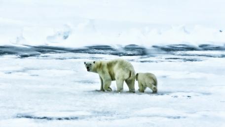 Majestic Polar Bears on an Icy Surface wallpaper