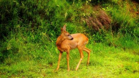 Graceful Deer in a Lush Green Landscape wallpaper