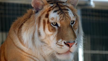 Majestic Tiger Portrait wallpaper