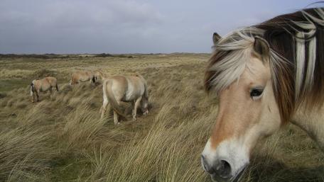 Majestic Fjord Horses in Their Natural Habitat wallpaper