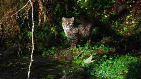 Majestic Bobcat in Nature's Embrace wallpaper