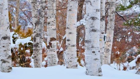 Winter Serenity in a Birch Forest wallpaper