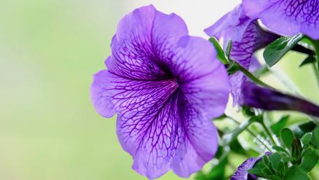 Vibrant Purple Petunia Blooms Graceful Surroundings wallpaper