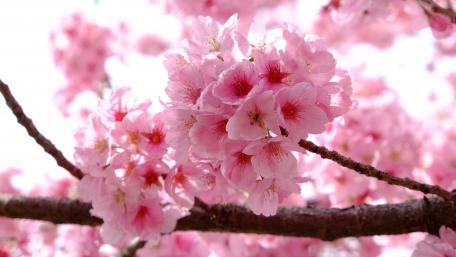 Cherry Blossoms in Blooming Spring Sunshine wallpaper