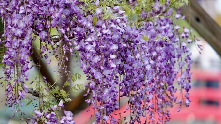 Wisteria Blooms in Full Colorful Glory wallpaper