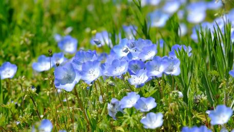Delicate Blue Flowers in Bloom wallpaper