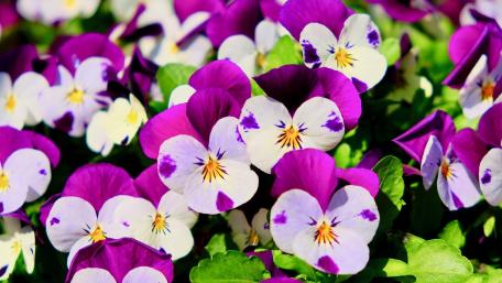 Vibrant Pansy Blooms in Full Splendor wallpaper