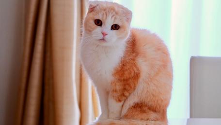 Charming Scottish Fold Cat Sitting Gracefully wallpaper