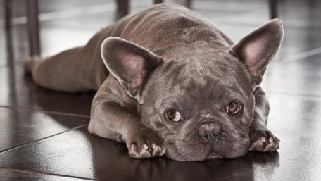 French Bulldog Relaxing on the Floor wallpaper