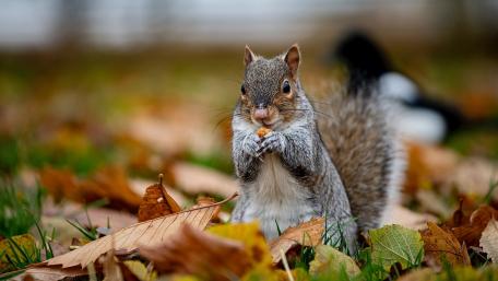 Charming Squirrel Amidst Autumn Leaves wallpaper