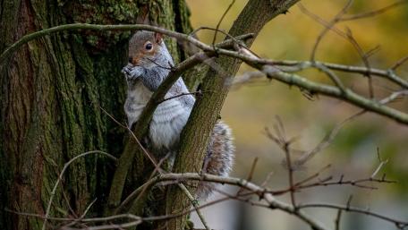 Squirrel in a Tree Surrounded by Branches wallpaper