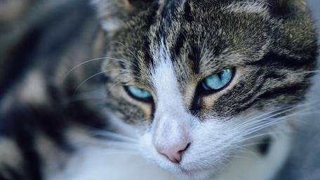 Enchanting Eyes of a Tabby Cat wallpaper