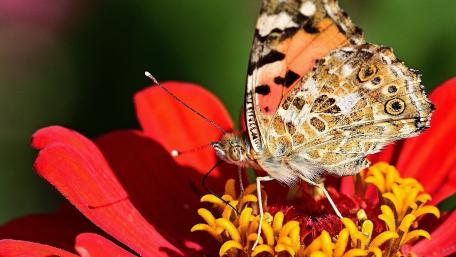 Colorful Butterfly on Vibrant Flower Petals wallpaper