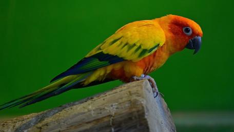 Vibrant Parrot Perched on a Log wallpaper