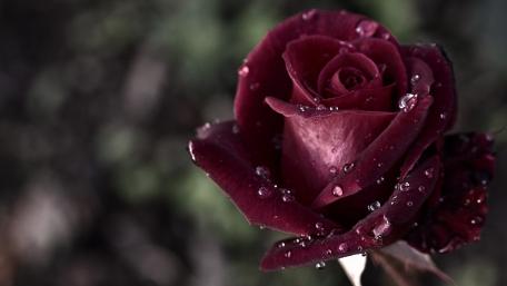 Elegant Red Rose with Dew Drops Enhancing Beauty wallpaper