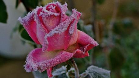 Frosty Beauty of a Rose Petal Touching Winter Light wallpaper