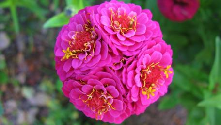 Vibrant Pink Zinnias in Full Bloom wallpaper