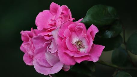 Elegant Pink Roses in Bloom wallpaper