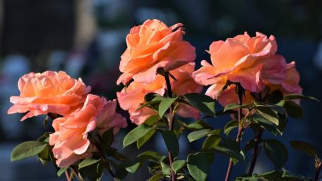 Beautiful Peach Roses in Bloom wallpaper