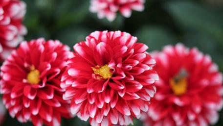 Vibrant Red Dahlias in Full Bloom wallpaper