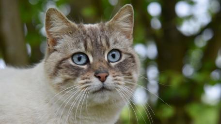 Captivating Gaze of a Beautiful Cat wallpaper