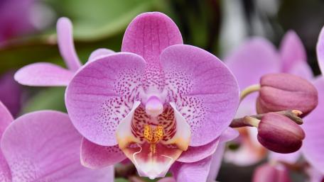 Delicate Beauty of Pink Orchids wallpaper