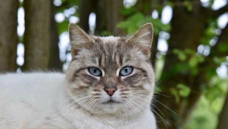 Majestic Cat with Striking Blue Eyes wallpaper