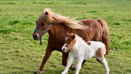 Playful Ponies in a Green Meadow wallpaper