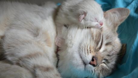 Cuddly Moments Between a Cat and Kitten wallpaper