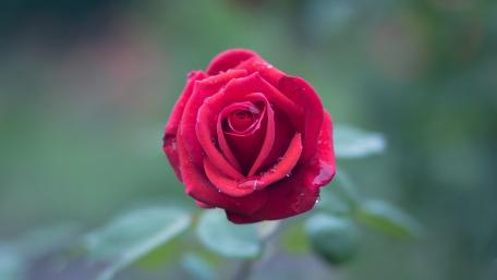 Elegant Blurry Red Rose Wallpaper wallpaper