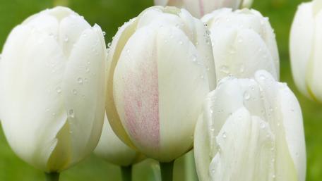 Elegant White Tulips in Fresh Spring Rain wallpaper