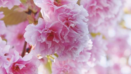 Blossoming Dreams in Pink Hues wallpaper