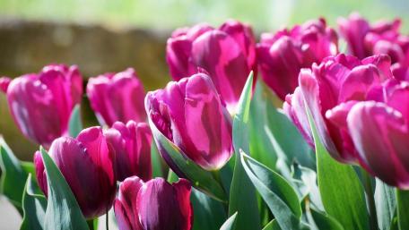 Vibrant Tulip Garden in Springtime Glow wallpaper