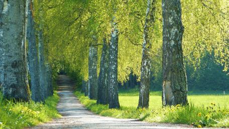 Serene Tree-Lined Roadway for Nature Lovers wallpaper
