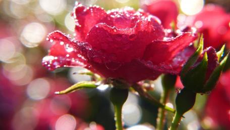 Elegant Red Rose in Nature's Embrace wallpaper