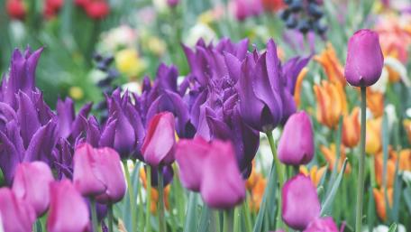 Vibrant Tulip Blooms in Springtime Garden wallpaper