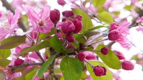 Blossoming Spring Blooms in Pink Shades wallpaper