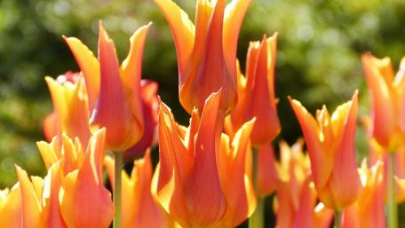 Vibrant Tulips Welcoming Spring Beauty wallpaper
