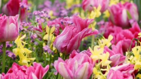 Spring flowers wallpaper