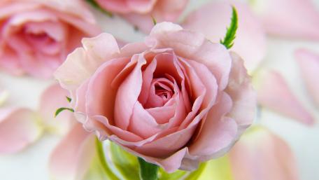 Delicate Beauty of Pink Roses wallpaper