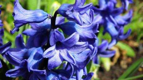 Blooming Hyacinth in Spring Garden wallpaper