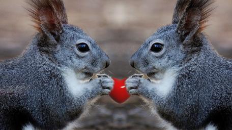 Adorable Squirrels Sharing Love Heart wallpaper