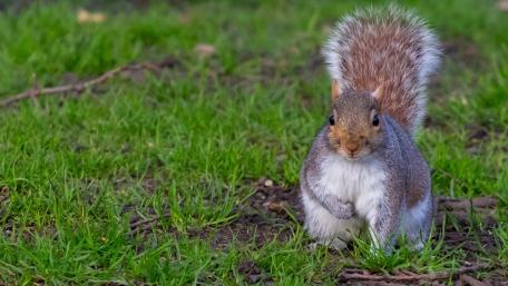 Curious Squirrel on Green Grass wallpaper