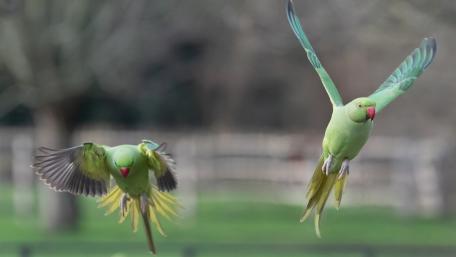 Vibrant Parrots in Flight Showcase Nature's Beauty wallpaper